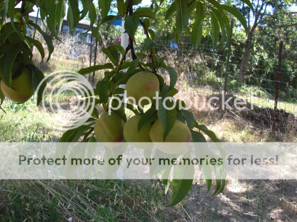 rio oso gem peach photo orchardpics078.jpg